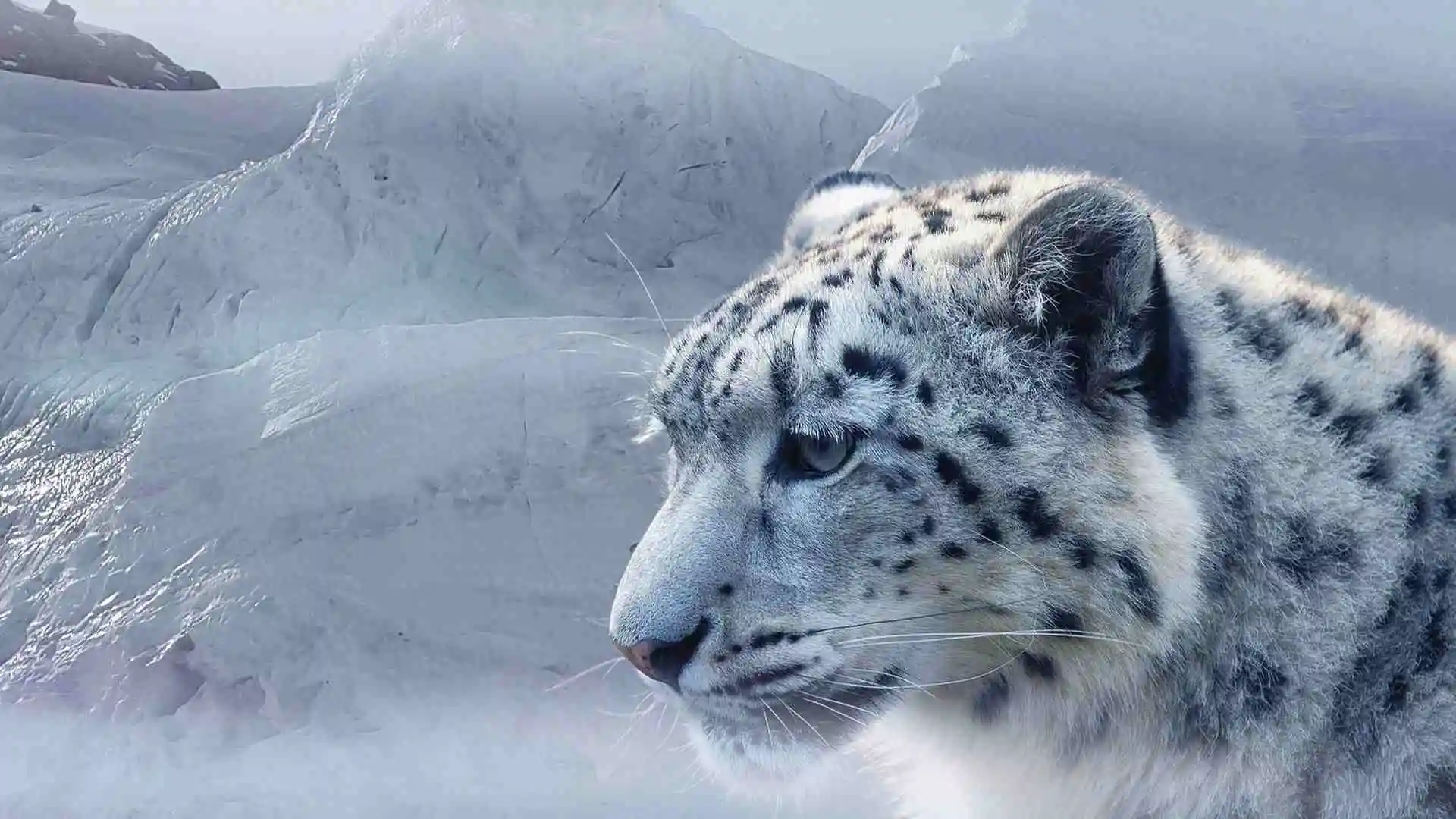 India's Snow Leopard Status Report 2024 लद्दाख में सर्वाधिक हिम तेंदुआ